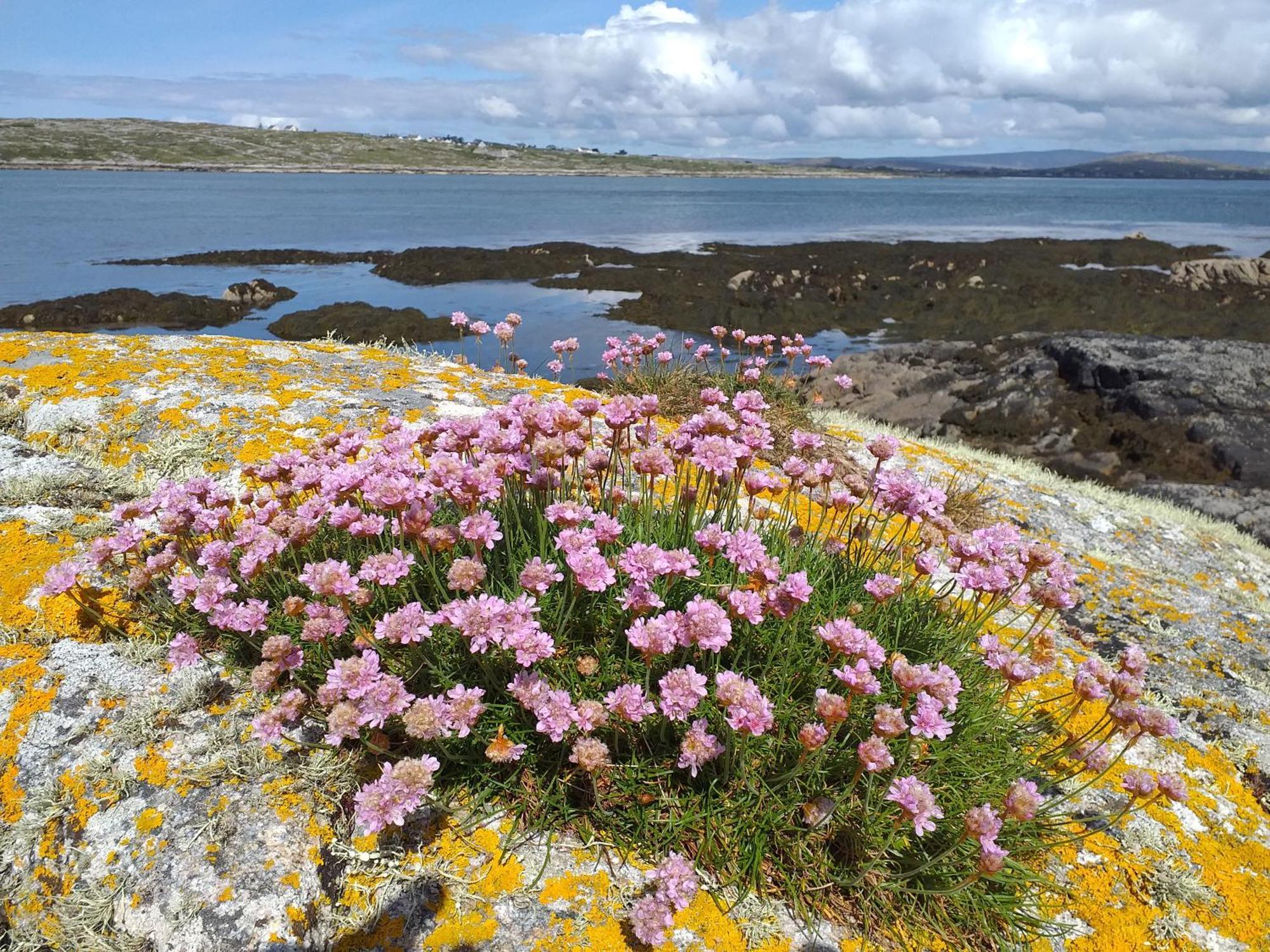 Connemara Lake View Apartment Camus Eighter Bagian luar foto